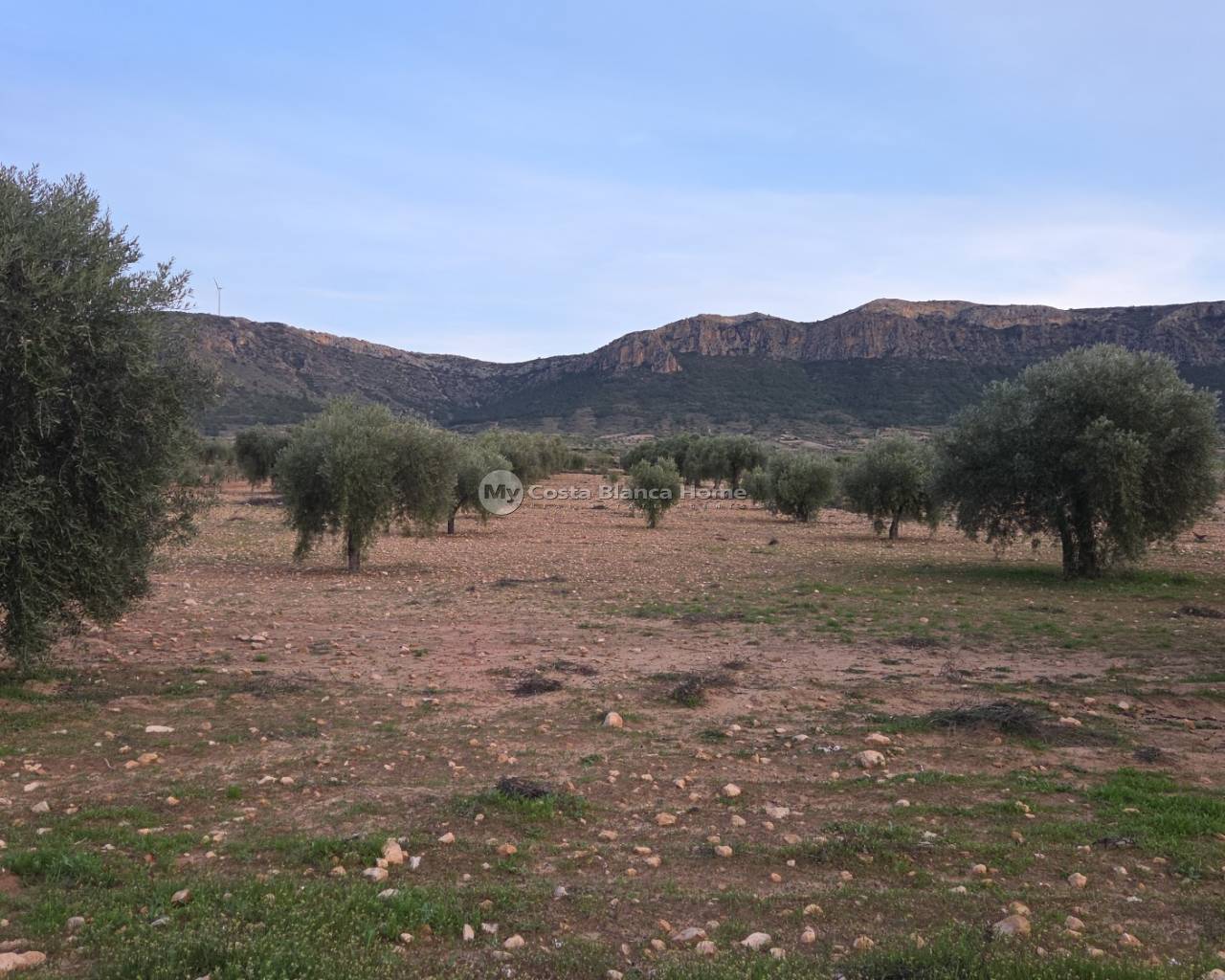 Plots and Land - Resale - Jumilla - Jumilla