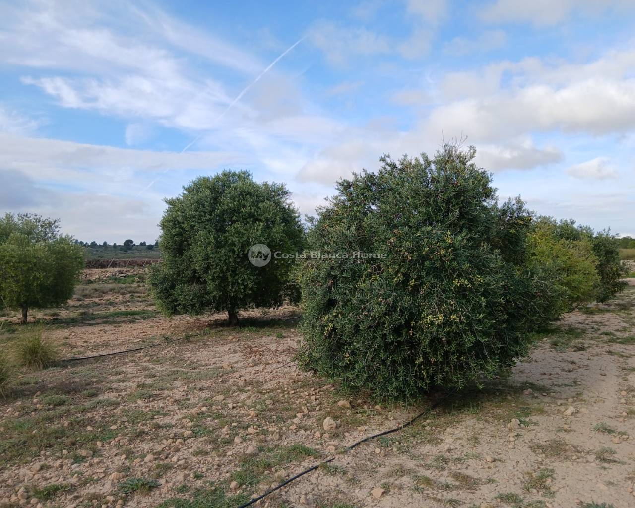 Plots and Land - Resale - Yecla - CS7-53557