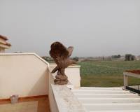 Resale - Apartment - Daya Vieja