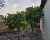Resale - Country House - Callosa de Segura - Callosa de SeguraAlicanteValenciaSpain