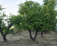 Resale - Country House - Pego