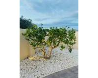 Resale - Detached Villa - Alfaz del Pi - Alfaz del Pi - Town