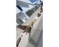 Resale - Detached Villa - Los Montesinos - Entre Naranjos / Vistabella Golf