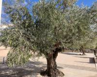 Resale - Detached Villa - Yecla