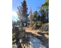 Resale - Finca - Country Property - Fortuna