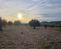 Resale - Plots and Land - Jumilla
