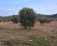 Resale - Plots and Land - Jumilla