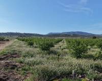 Resale - Plots and Land - Yecla - Yecla Murcia
