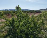 Resale - Plots and Land - Yecla - Yecla Murcia