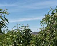 Resale - Plots and Land - Yecla - Yecla Murcia