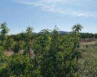Resale - Plots and Land - Yecla - Yecla Murcia