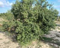 Resale - Plots and Land - Yecla