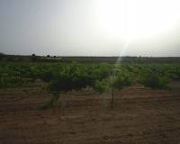 Resale - Plots and Land - Yecla